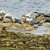 Artwork for Grey Seals "singing" at Castlehead Rocks, Ness End, Lindisfarne