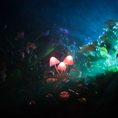 Yobe (Shortform Edit)