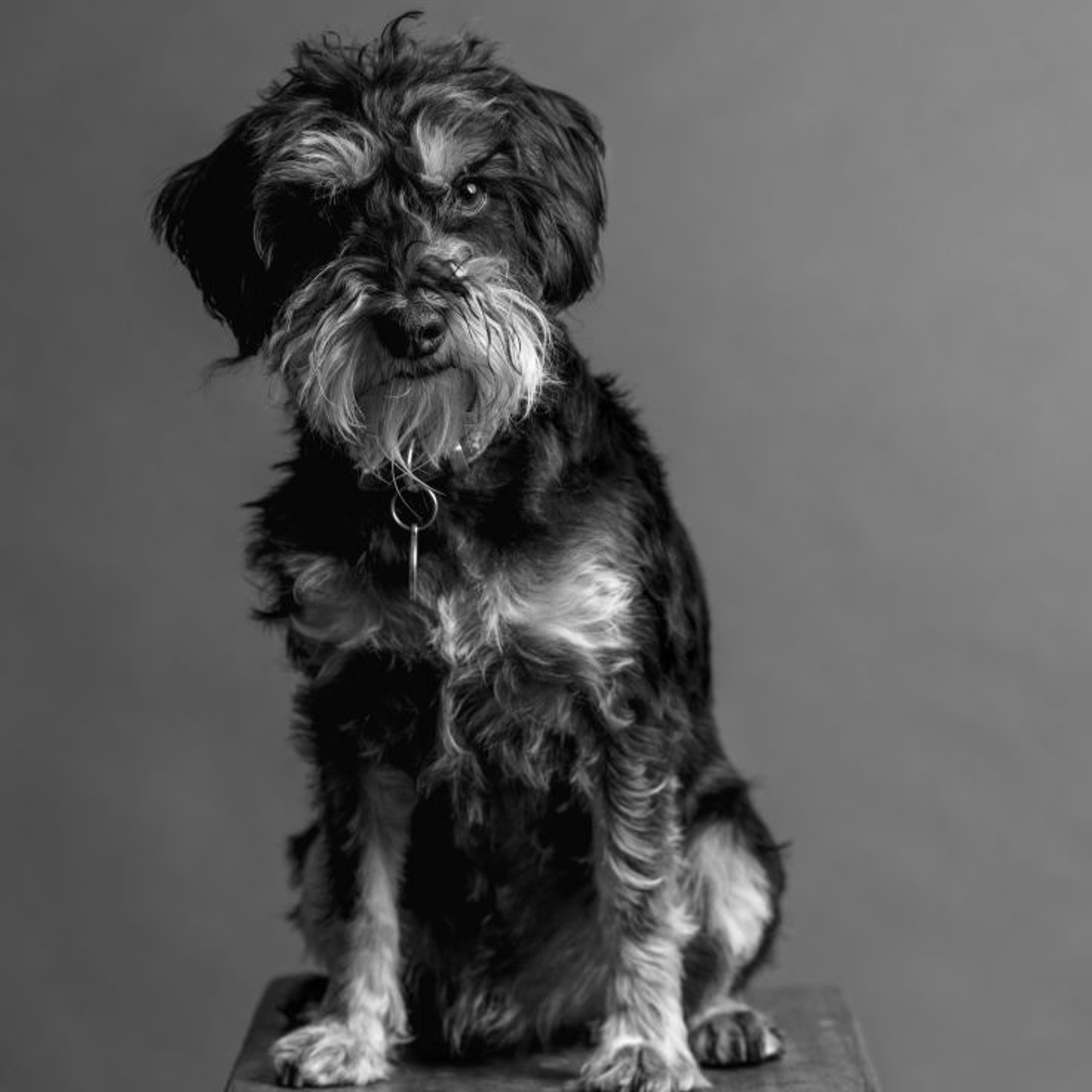Dog, Favourite Things, Polly Braden, Audio Description episode artwork
