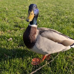 zwaiäsiebäzg