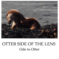 Ode To Otters