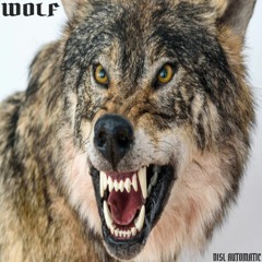 "WOLF" by DISL Automatic