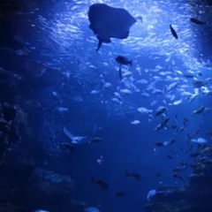 OCEANS