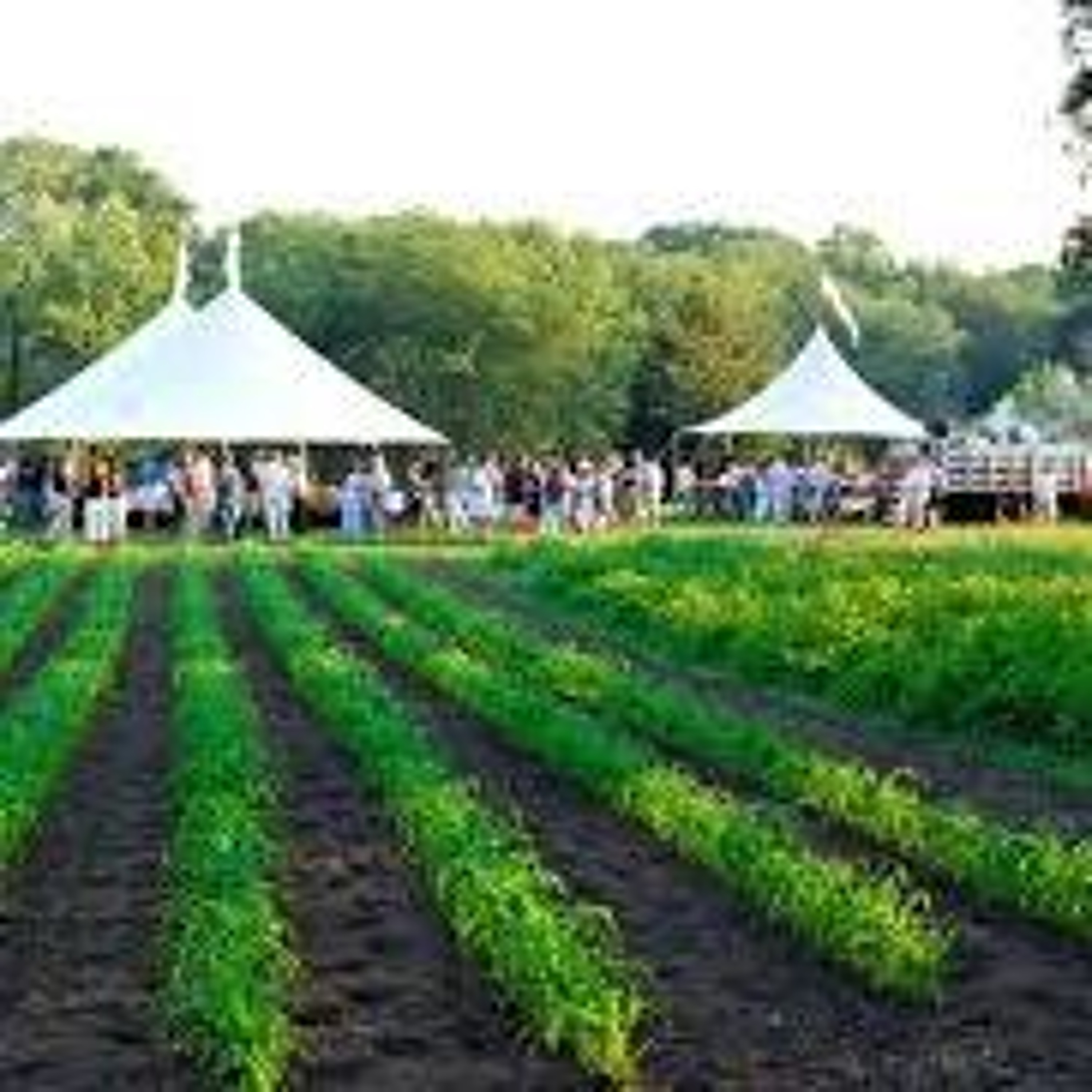 Organic Farm Stand -- June 6, 2024:  A Farm in East Lyme, CT episode artwork