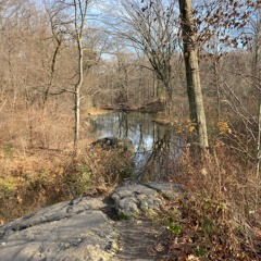 String Quartet #3  - I Allegro Animato