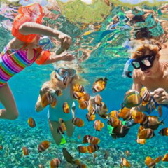 Best Snorkeling In Riviera Maya Prices Reviews