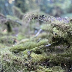 The C.A.T. (Ghosts on a Trampoline Beat)