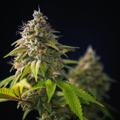 Unterschiede in der Wirkung von CBD und CBG