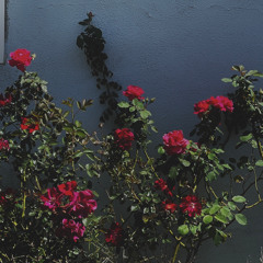 roses (prod. neverforever)