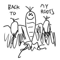 emergence of the carrots