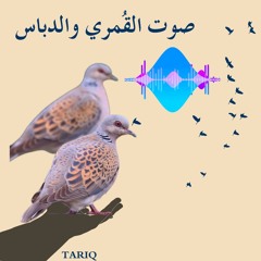 صوت القمري والدباس .mp3