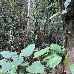 Tropical Forest Close Bird and Insect Activity In Costa Rica