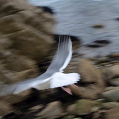 The Anonymous Fiend - Hungarian Dance No.5  by DA BRAHMS