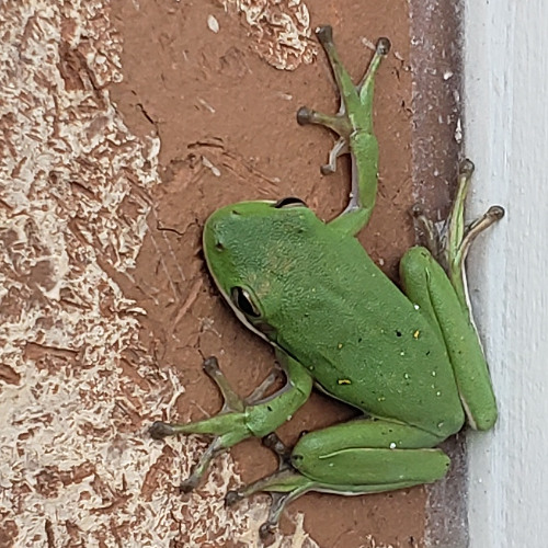 Babbergoobs - generic rave thing