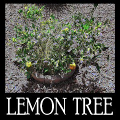 Lemon Tree (Demo)