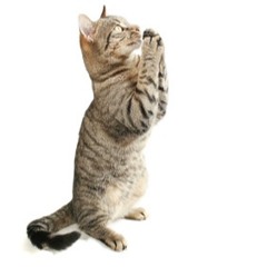 Village Soul Cat Walk • Loop Diggers