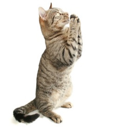 Village Soul Cat Walk • Loop Diggers