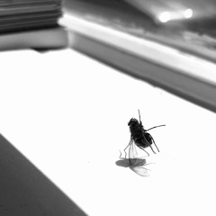 True Love will find you in the End (Daniel Johnston cover)