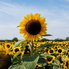 Your Beat Friend (Rejected Concept)