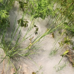 Sooner - HIM (@prodswitch + @xmichaelwarren)