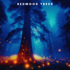 Redwood Trees