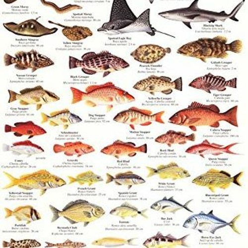 Stream View PDF Panama Caribbean Reef Fish Identification Guide