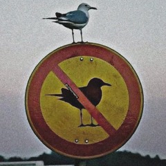 Afro latin beat and reggaeton lovers