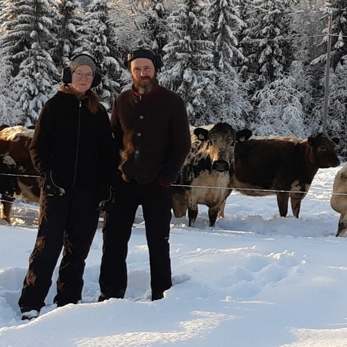 Åsa Vilhelmsson och Anders Assis om att regenerera landskap tillsammans med kor