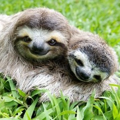 SLOTH SESSIONS VOL. 1 [RIDDIM MIX]