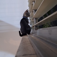 Alchu & frienfs (1)_01.mp3