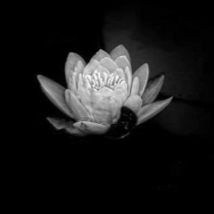 White Lotus