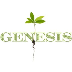 Genesis Verse by Verse