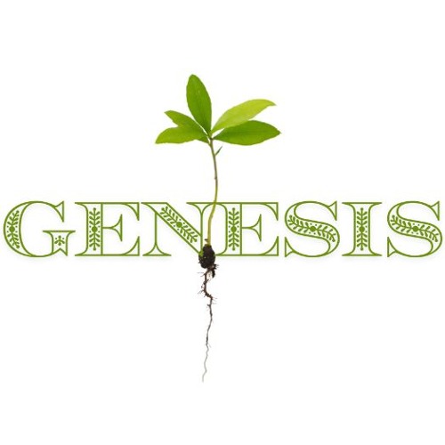 Genesis Verse by Verse