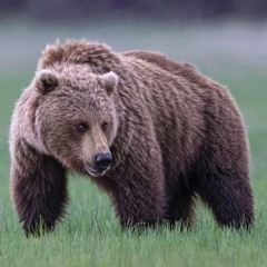 Zoo prodby Craigbones