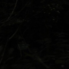 nick@nite - nexis (rework)