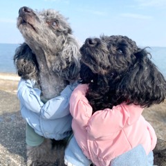 MC Groovy vs MC Princess (ft. Scurvy Shaney)