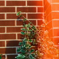 Between the bars (elliot smith)