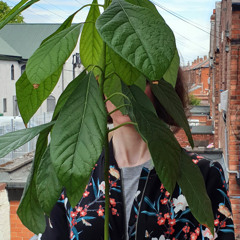 Scenic Routes #2 Botanicality - Katy Bentham (Slack's 9/7/21)