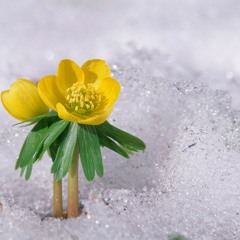 Holiday - Yvette Young