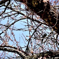 THE ALC_in the morning freestyle_Remix