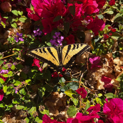 mariposa