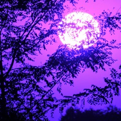 Eli Fross - Pain And Suffering (unreleased)