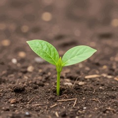 When I grow up, I’ll touch the sky