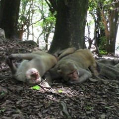 News: Same-sex sexual behaviour in monkeys