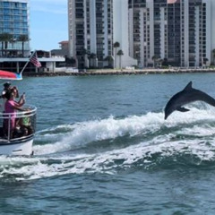 Best Clearwater Encounters With Dolphins Tour Tours Review