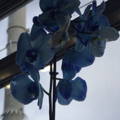 ORCHIDEE (cell recording)