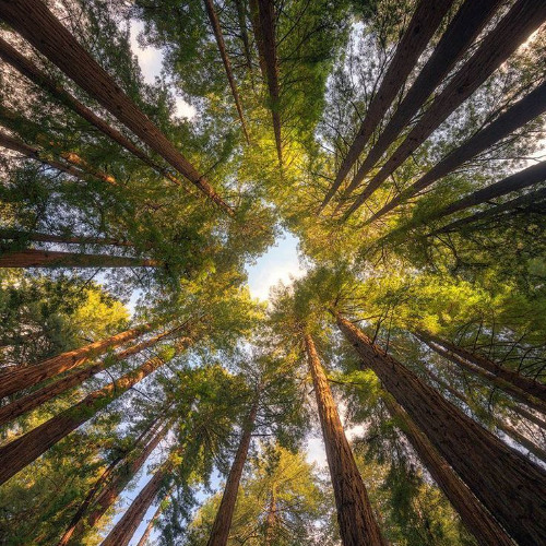 Les bruits des forêts