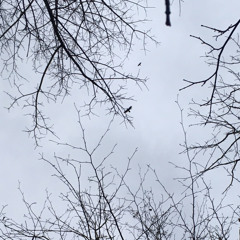 Krążące kruki / Circling ravens