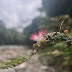 Sirenita Bobinsana