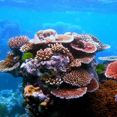 Clearest Water